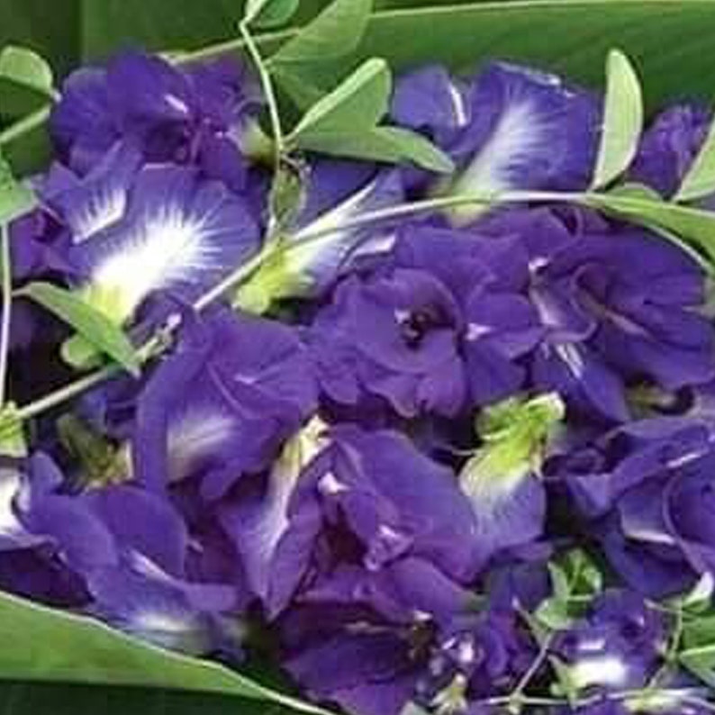 May include: A bunch of blue and purple butterfly pea flowers with green stems and leaves.