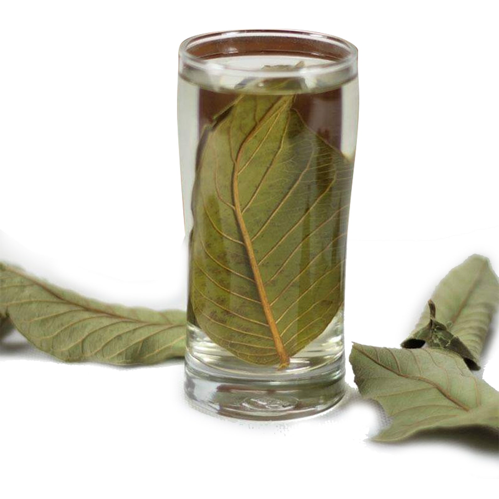Organic Guava Leaves Guava Leaf Tea Pure Herbal Tea Etsy