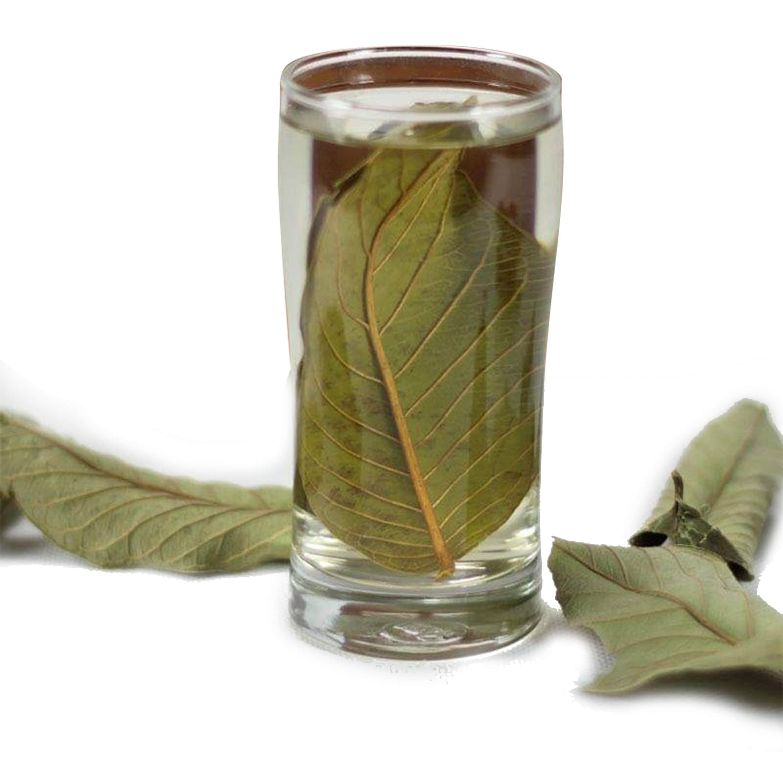 Organic Guava Leaves Guava Leaf Tea Pure Herbal Tea Etsy