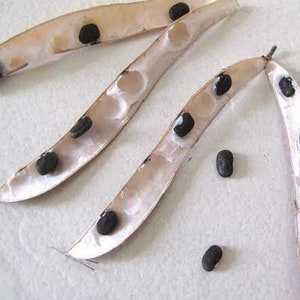 May include: Close-up of three beige seed pods with black seeds inside. The pods are open and the seeds are visible. There are also three black seeds outside of the pods.