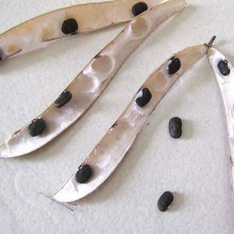May include: Close-up of three beige seed pods with black seeds inside. The pods are open and the seeds are visible. There are also three black seeds outside of the pods.