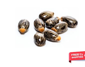 Pure Castor Seeds for Oil Castor Bean - Packet of 10 Seeds