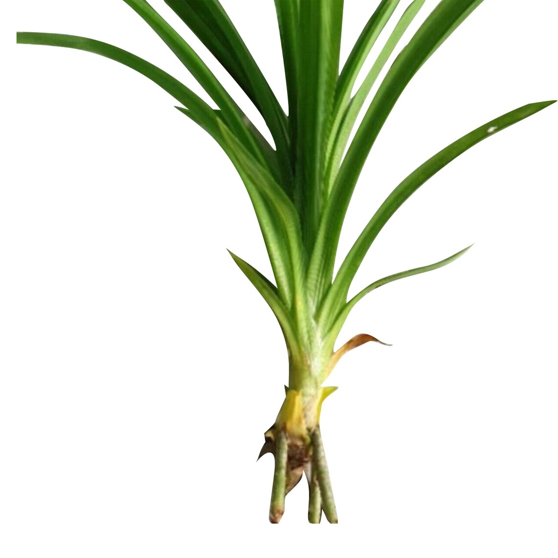 Organic Pandan Plants with root Home grown Pandan Pandanus Etsy