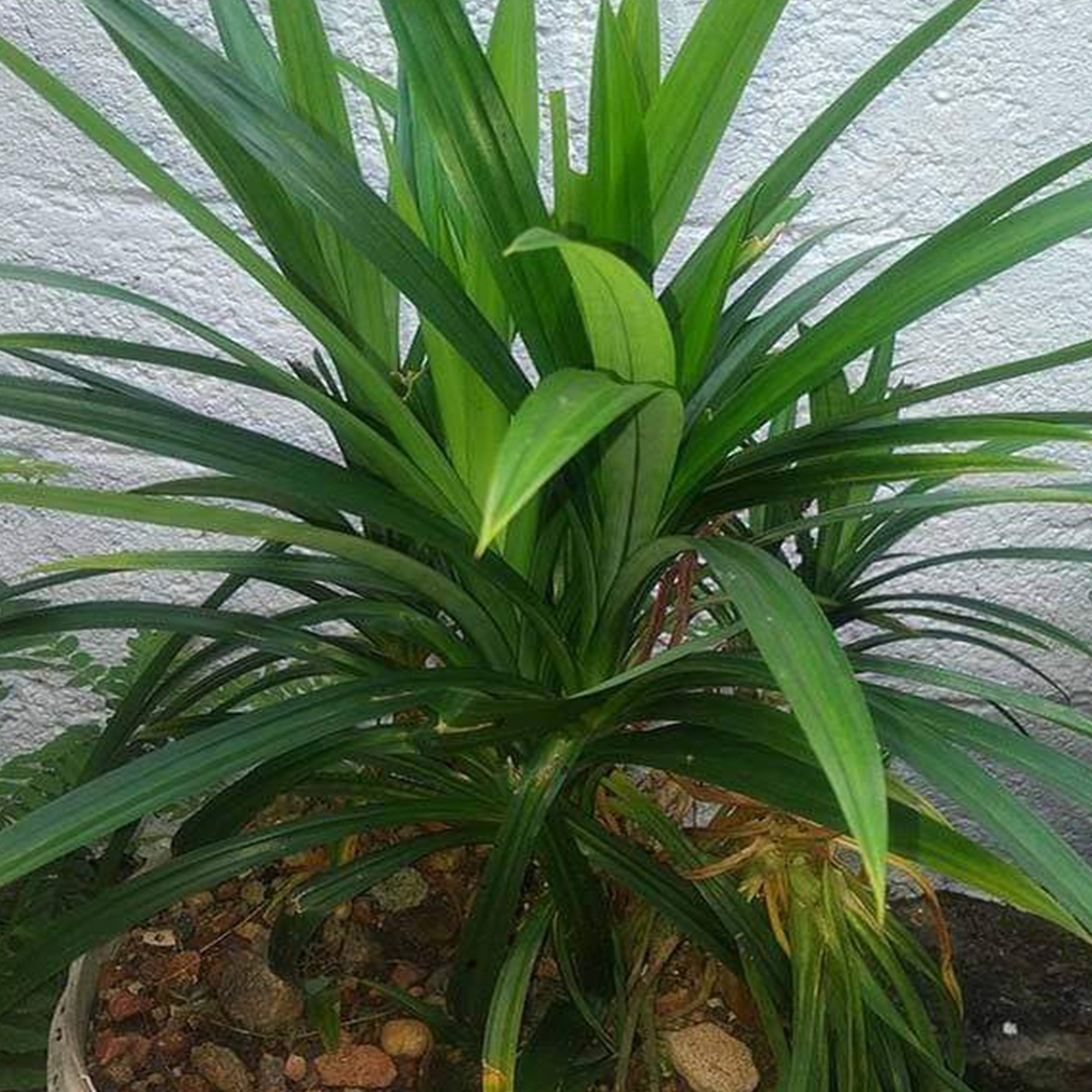 Organic Pandan Plants With Root Home Grown Pandan Pandanus Etsy