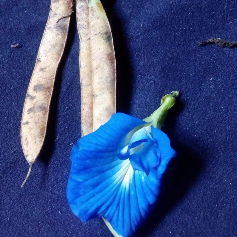May include: A vibrant blue butterfly pea flower with a white center, resting on a brown seed pod. The flower is partially open, revealing its delicate petals.