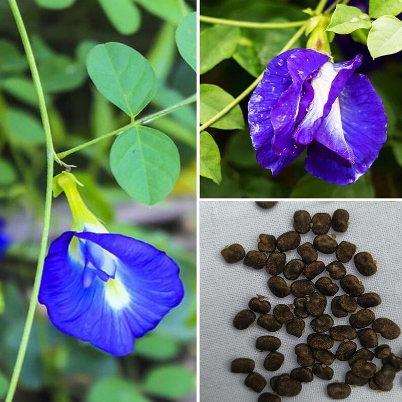 20 Butterfly Pea Organic Seeds Makes a Color Changing Herbal Etsy