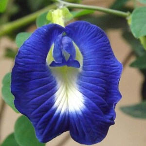 May include: A close-up of a blue butterfly pea flower with a white center. The flower is in bloom and has a delicate, ruffled appearance.