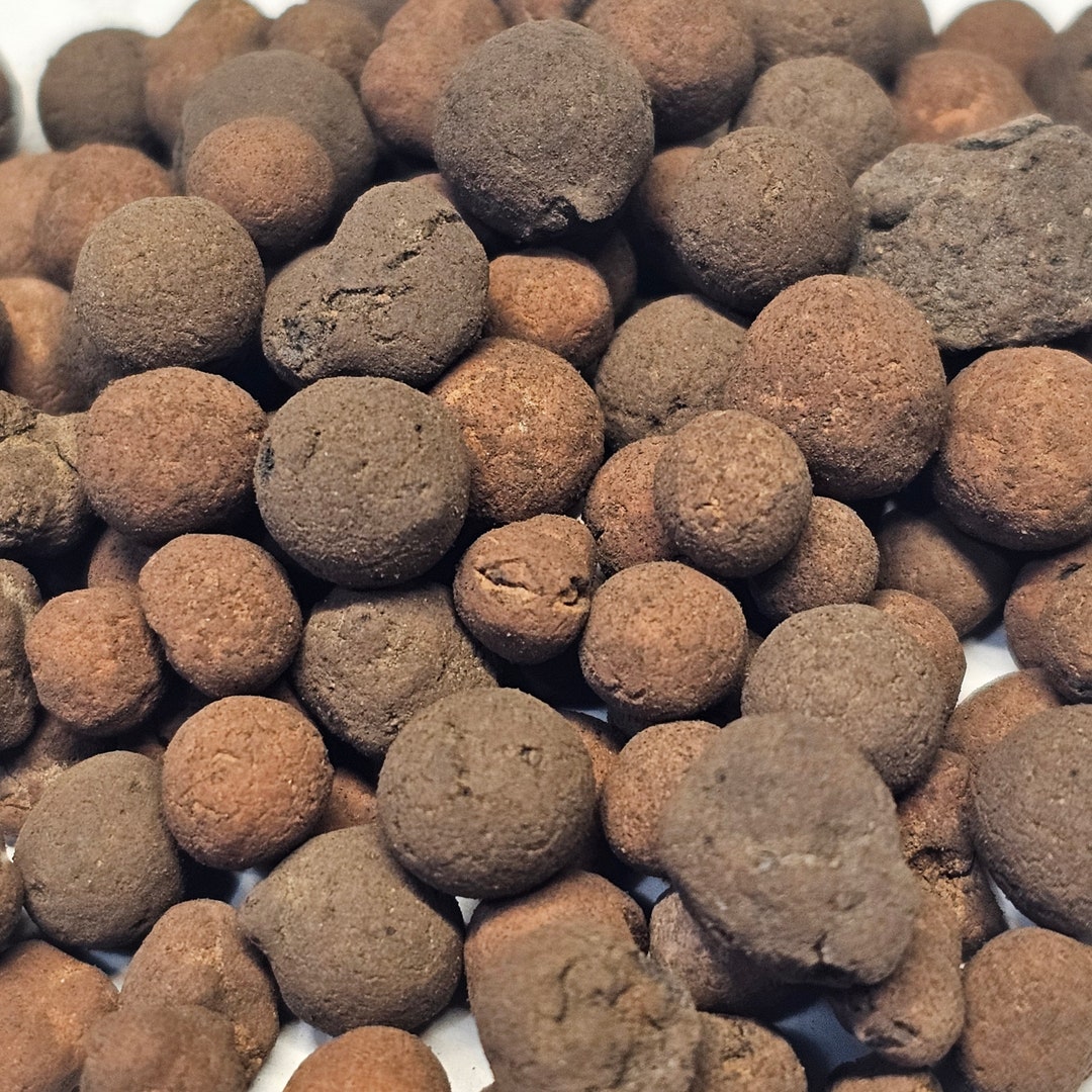 6oz Pack Lightweight Expanded Clay for Terrarium Substrate and Planters Etsy