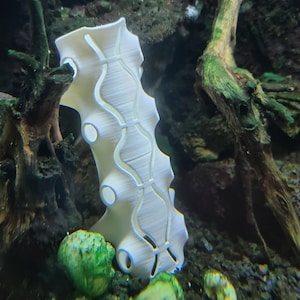 Shrimp Shelter Habitat