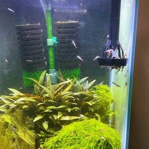 Puede incluir: Primer plano de un acuario plantado con un alimentador de camarones negro y un filtro verde. El tanque est&aacute; lleno de plantas verdes y camarones peque&ntilde;os. El texto "@ShrimpsDad" es visible en la esquina superior izquierda de la imagen.