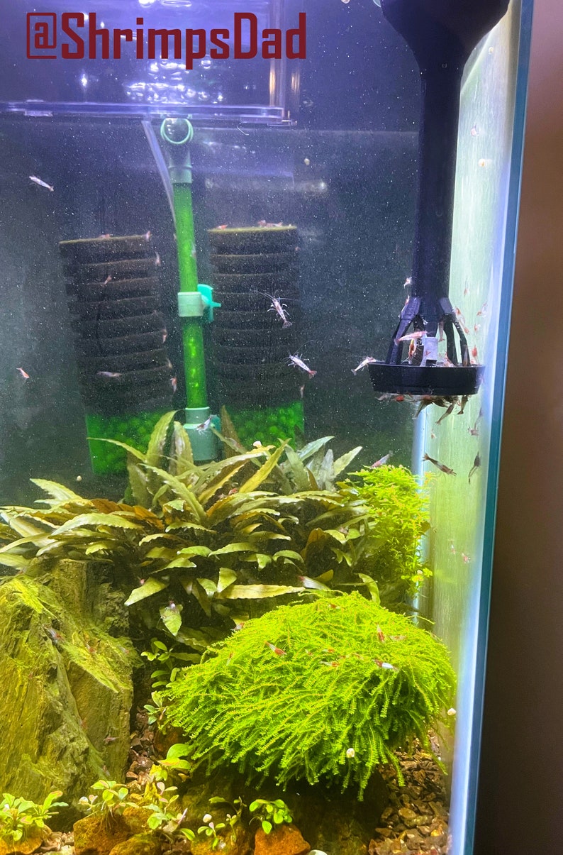 Puede incluir: Primer plano de un acuario plantado con un alimentador de camarones negro y un filtro verde. El tanque est&aacute; lleno de plantas verdes y camarones peque&ntilde;os. El texto "@ShrimpsDad" es visible en la esquina superior izquierda de la imagen.