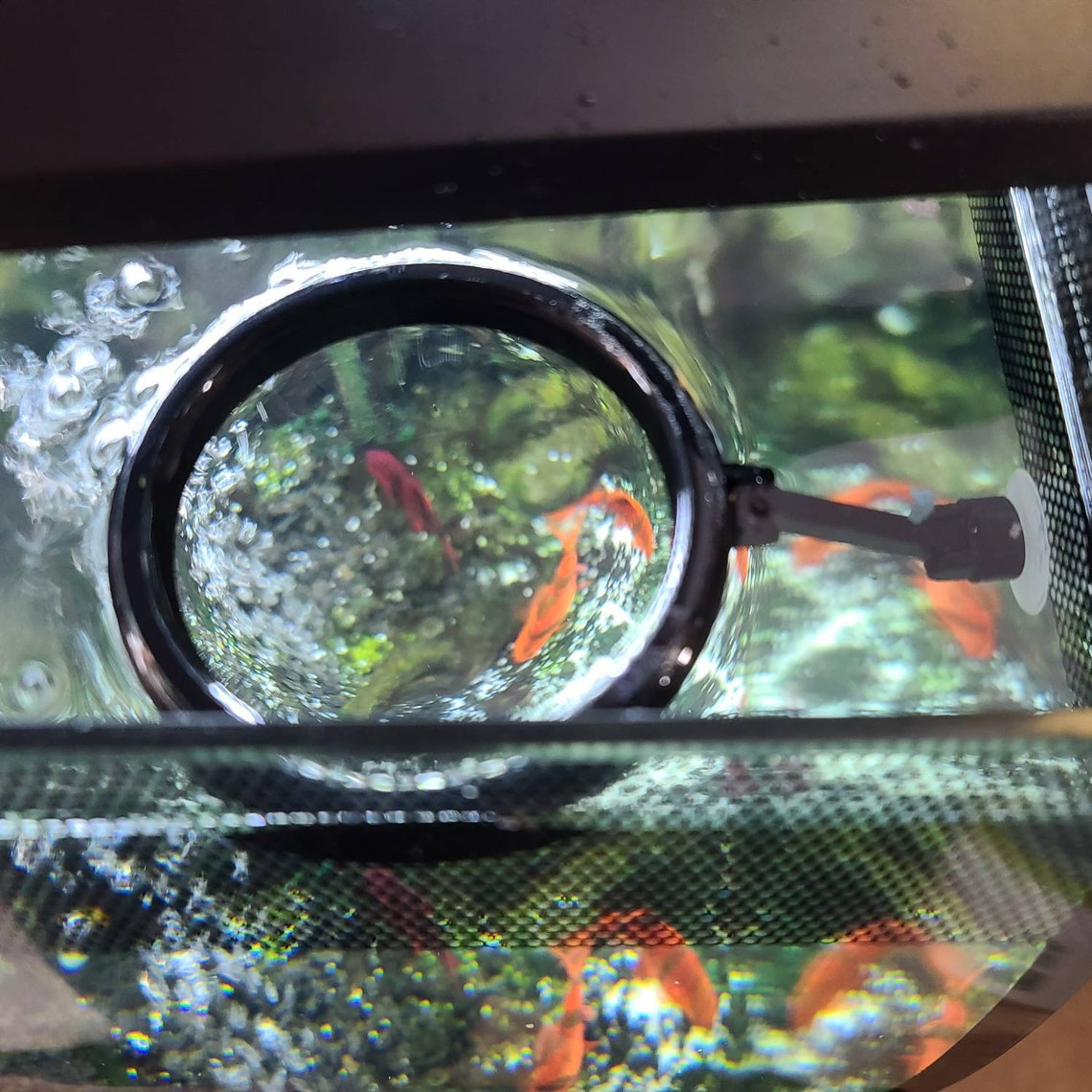 Floating Fish Feeder Ring With Suction Cup Etsy