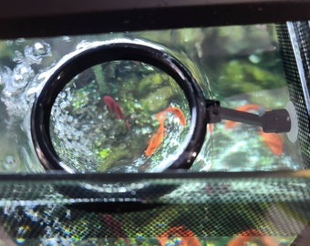 betta fish feeding ring