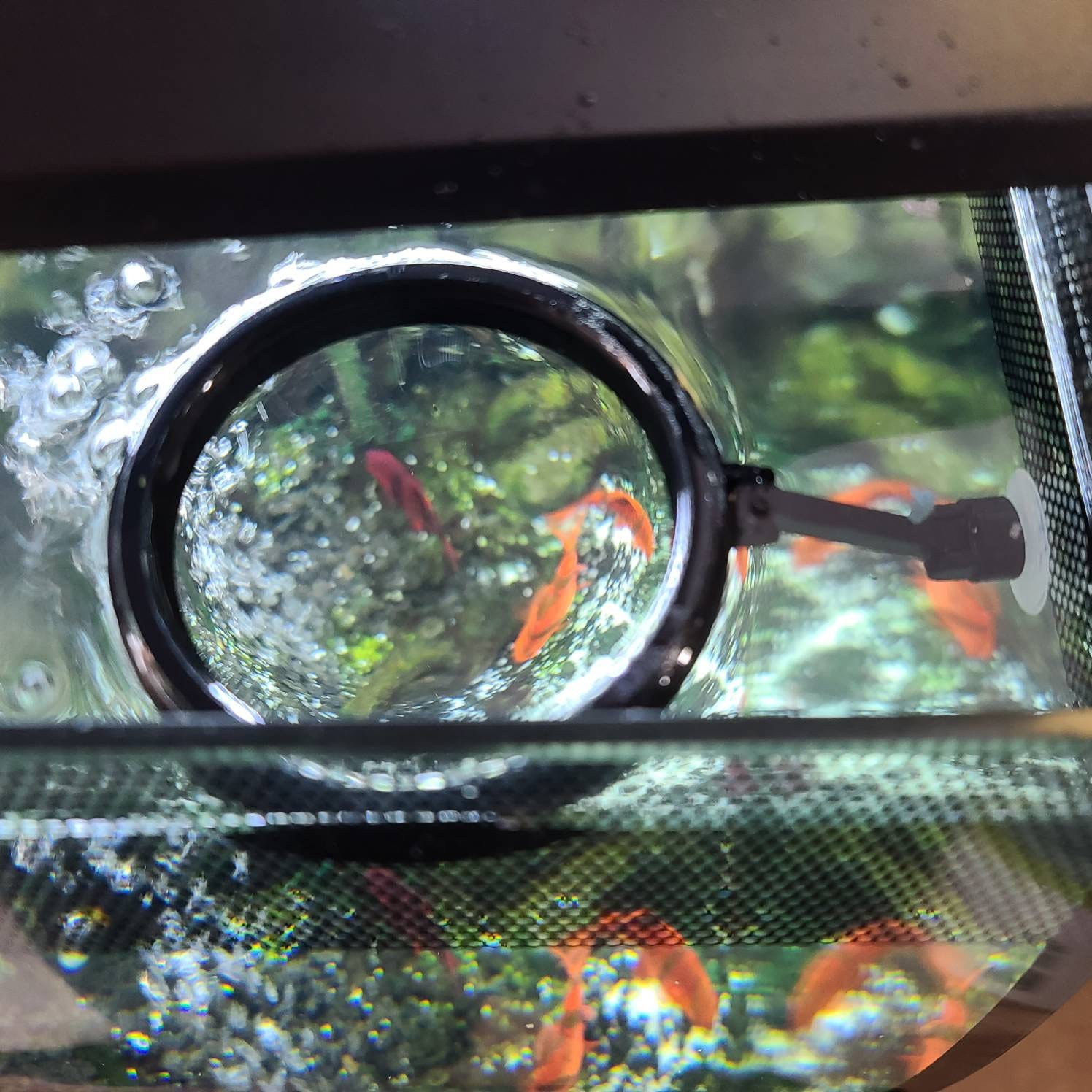 Floating Fish Feeder Ring mit Saugnapf - .de