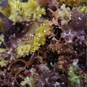 Chondrus crispus Mousse d'Irlande en vrac