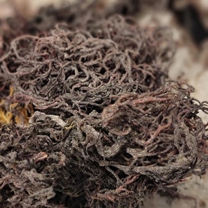 Wildcrafted Sea Moss Purple