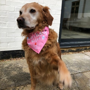 Birthday girl Bandana/ pet accessories/ bandana/ dog neckwear/ cat accessories