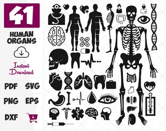 Download Organs Svg File Etsy