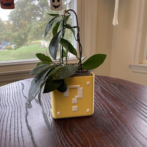 May include: A green plant with variegated leaves growing in a yellow question mark block-shaped planter. The planter is made of plastic and has a white question mark on the front.