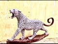 Roaring Leopard product logo