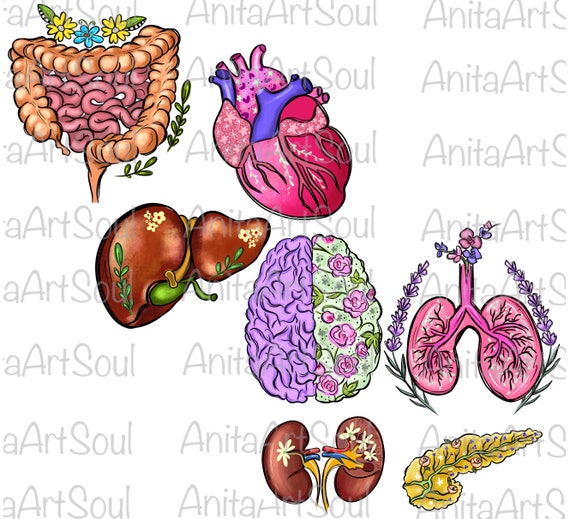 Art & Collectibles Body Organs ClipArt Floral Heart Brain Kidneys Hand ...