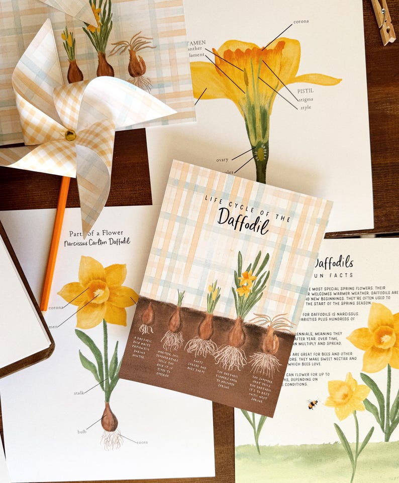 Daffodil Guide | 3 Part Guide | Unit Study Exploring the Life Cycle ...