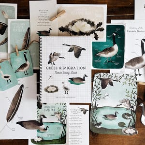 Geese & Migration | 6 Lesson Guide | Unit Study exploring Canada Geese Migration, Habitat, Life Cycle | Instant Download Printable