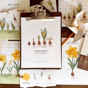 Daffodil Guide | 3 Part Guide | Unit Study exploring the Life Cycle, Anatomy, and Spring Welcome of Daffodils  | Instant Download Printable