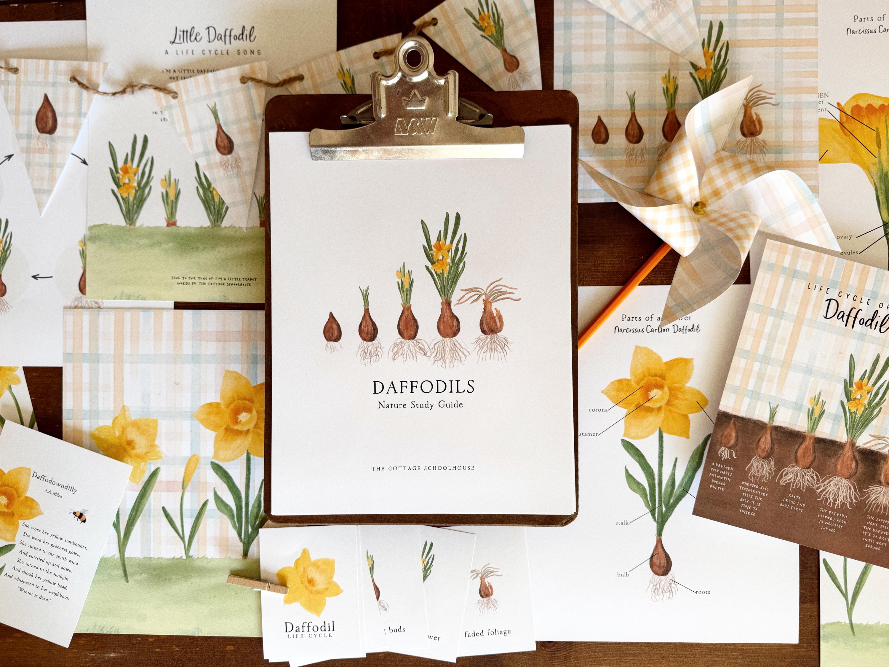 Daffodil Guide | 3 Part Guide | Unit Study Exploring the Life Cycle ...
