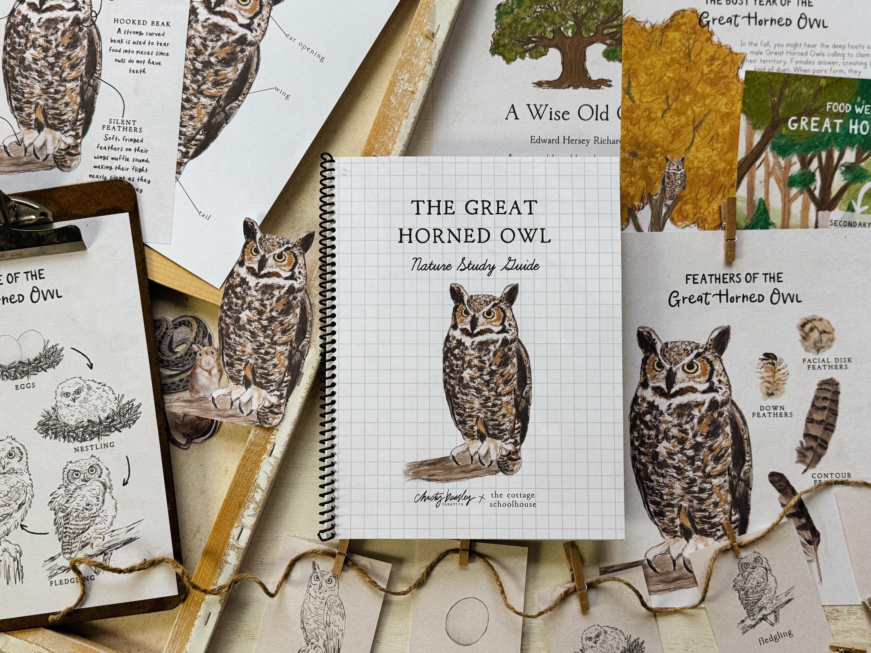 Great Horned Owls | 5 Lesson Guide | Unit Study exploring Habitat, Life Cycle, etc|Christy Beasley C