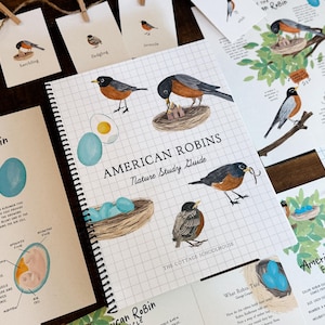 American Robin Guide | 5 Lesson Guide | Unit Study exploring the Life Cycle, Anatomy, and Habits of Robins  | Instant Download Printable