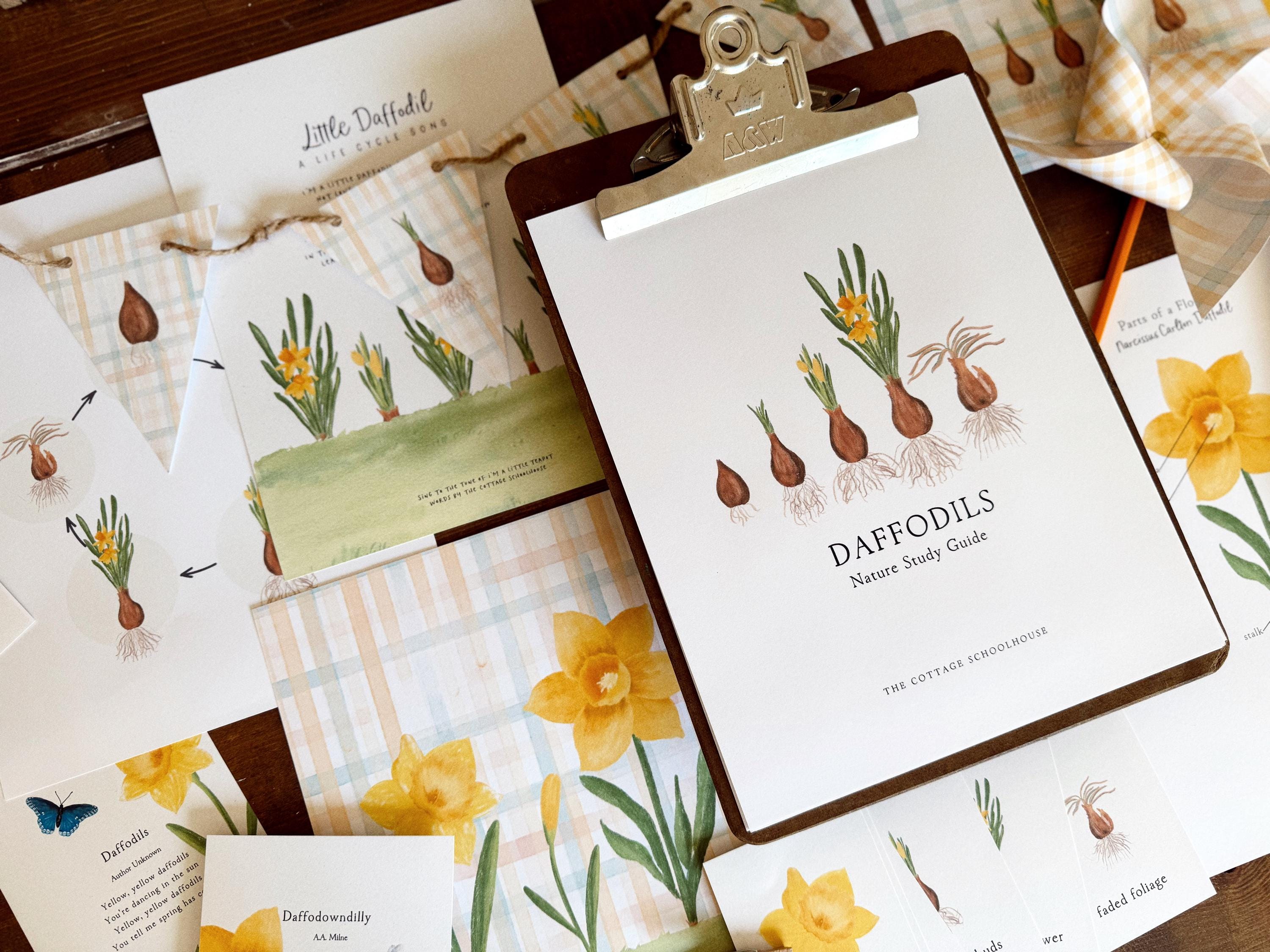 Daffodil Guide | 3 Part Guide | Unit Study Exploring the Life Cycle ...