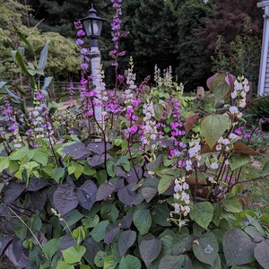 20 + Heirloom Purple Hyacinth Bean Vine Seeds