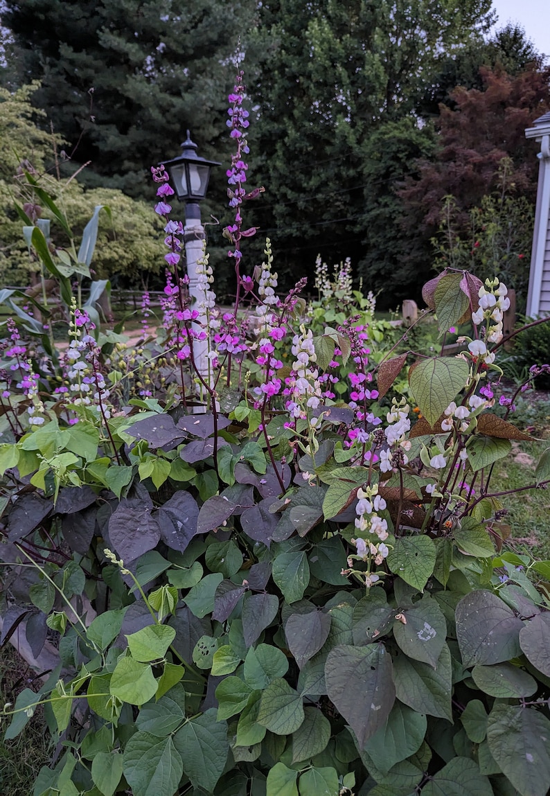 以下が含まれることがあります： 紫と白の花がつるに咲いている庭のクローズアップ。花は満開で、葉は緑色です。背景には街灯があります。