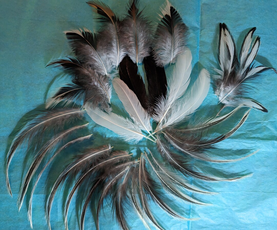 35 Rooster Feathers Cruelty Free Natural Chicken Feathers From Etsy