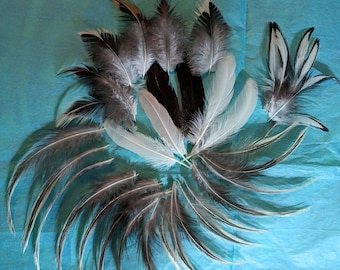 35 Rooster feathers Cruelty free natural chicken feathers from our farm.