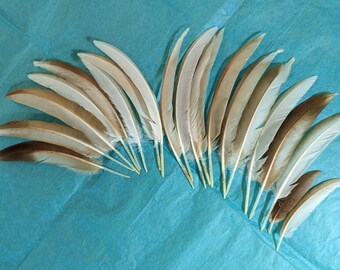 20 White and Tan Wing Feathers Ethically sourced cruelty free chicken feathers