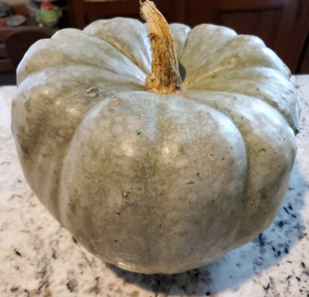 Organic Heirloom Jarrahdale Blue Pumpkin Seeds Etsy UK