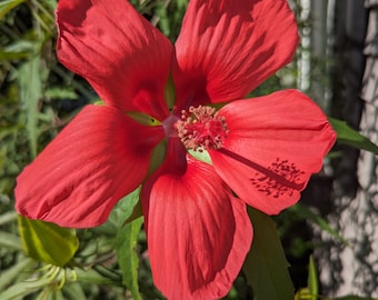 20 + Texas Star Hibiscus Seeds