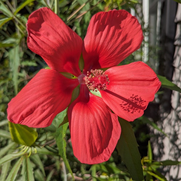 20 + Texas Star Hibiscus Seeds