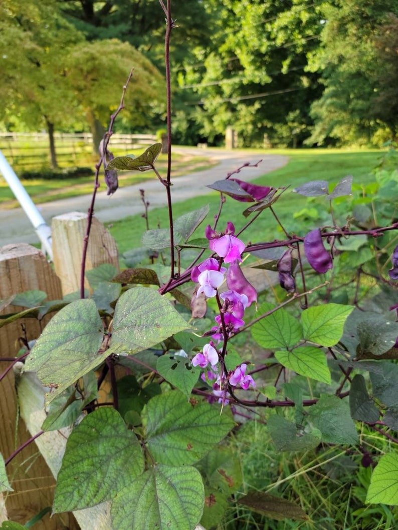 以下が含まれることがあります： 木製のフェンスに沿って成長している、紫色の花が咲いたつる植物のクローズアップ。花はピンクと白で、紫がかった色合い。つる植物は庭で成長しています。