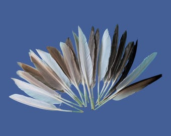 20 Cruelty free natural Long duck feathers from our farm.