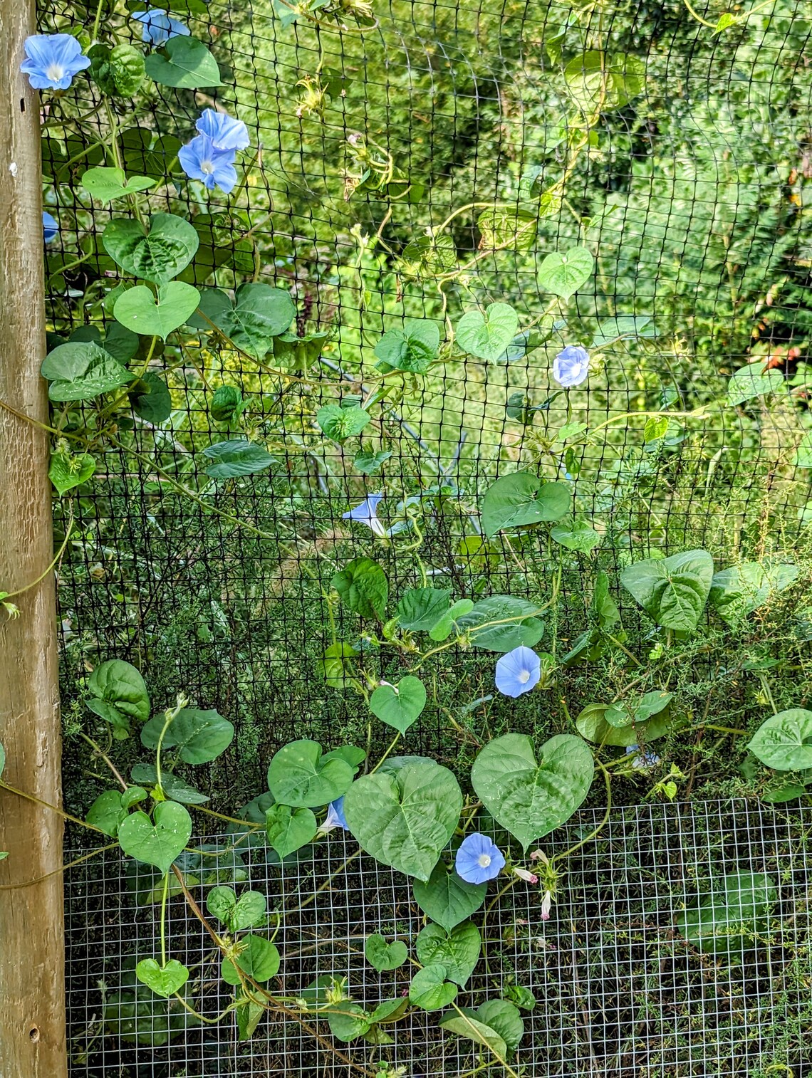 Best Blue Morning Glory Seeds To Plant For A Beautiful Garden