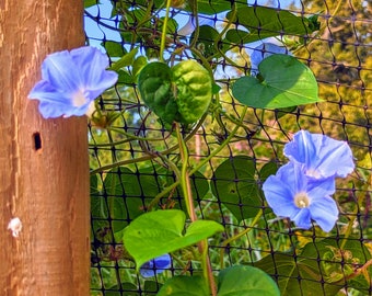 20+ Heavenly Blue Morning Glory Vine Seeds