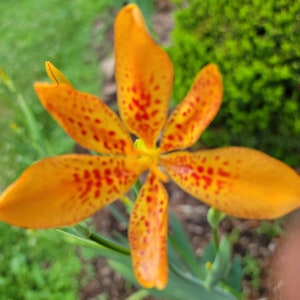 40 + Blackberry Lily Seeds aka Leopard Lilies