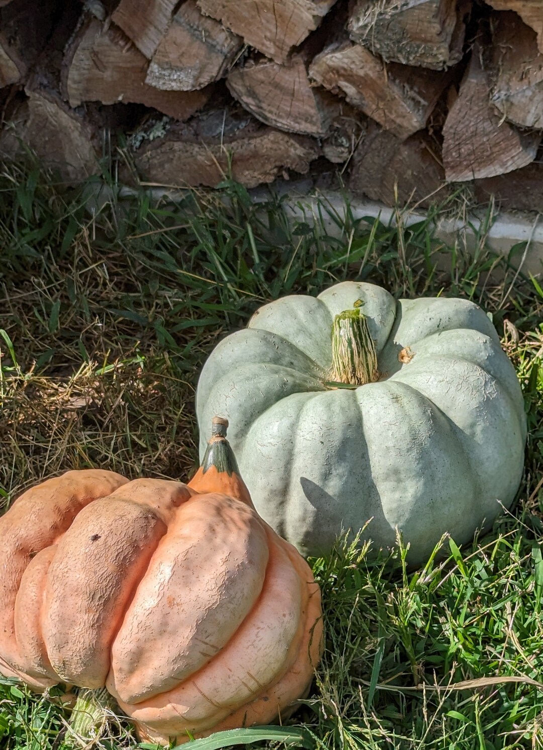 Organic Heirloom Jarrahdale Blue Pumpkin Seeds Etsy