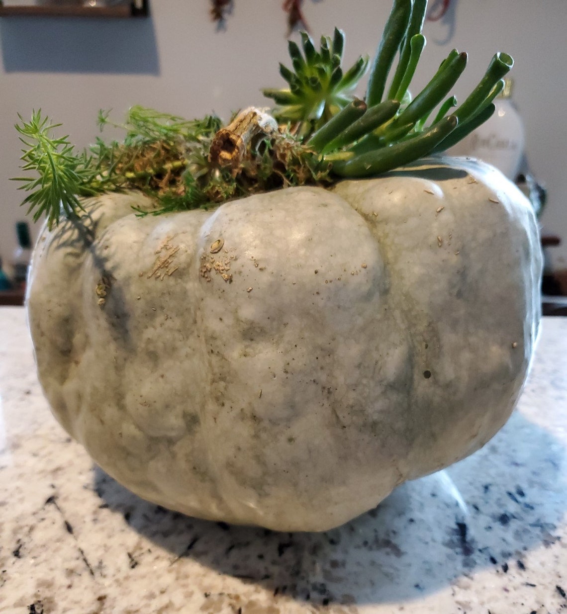 Organic Heirloom Jarrahdale Blue Pumpkin Seeds Etsy UK