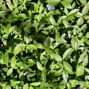 Vinca Minor /Periwinkle Creeping Myrtle 20 Bare Root Plants