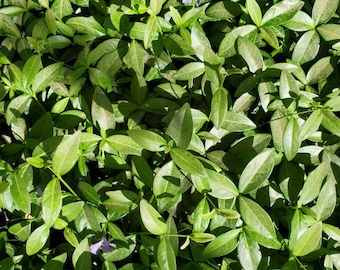 Vinca Minor /Periwinkle Creeping Myrtle 20 Bare Root Plants