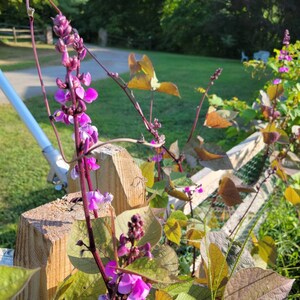 以下が含まれることがあります： 木製のフェンスに緑の葉がついた紫の花が咲いています。花は満開で、葉は青々としています。